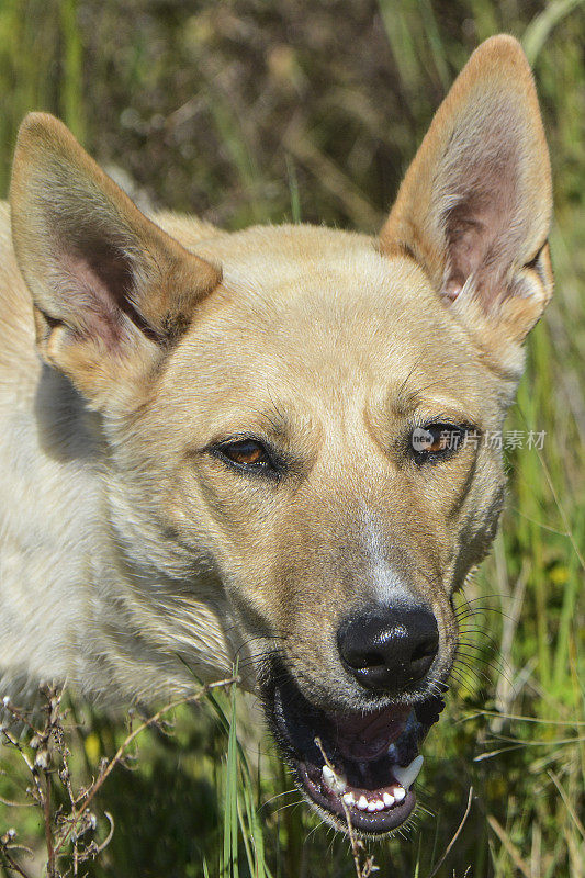 幼年澳洲野狗(Canis lupus Dingo)